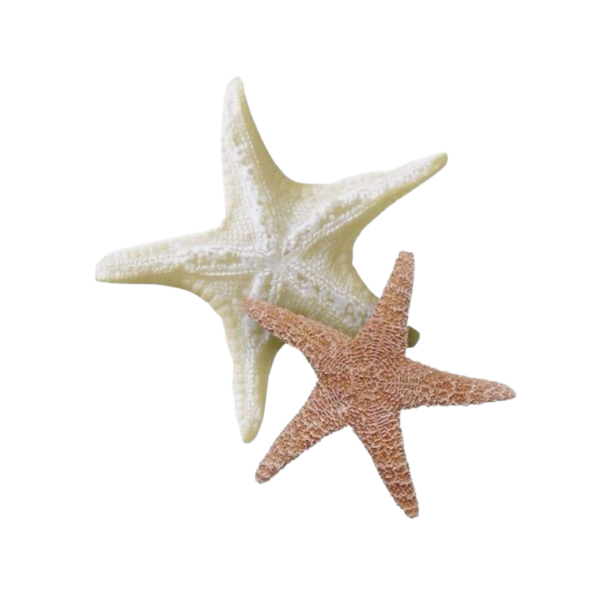 Estrella de Mar